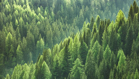 Vers des forêts plus résistantes aux sécheresses | Biodiversité | Scoop.it