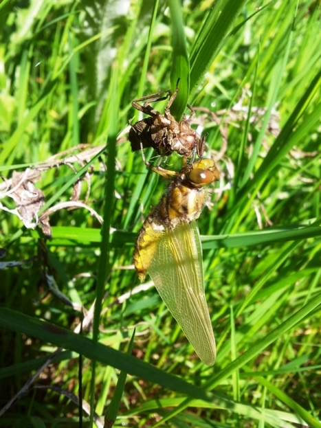 Les premiers atlas dynamiques de la biodiversité d’IDF sont en ligne ! | Biodiversité | Scoop.it