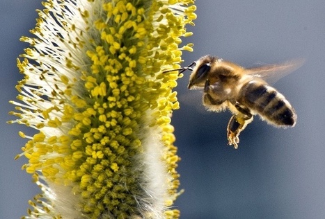 Europe : le parlement rejette l’étiquetage du pollen OGM dans le miel | Variétés entomologiques | Scoop.it