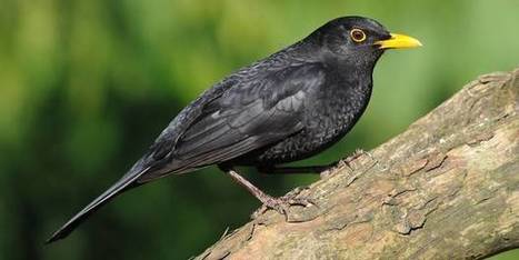 Le virus tueur de merles de retour en Belgique | Les oiseaux au gré du vent | Scoop.it