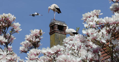 La crise du logement guette les cigognes alsaciennes | Biodiversit&eacute; - @ZEHUB on Twitter | Scoop.it
