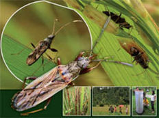 Un mystérieux insecte s’attaque à la récolte de riz des Philippines | EntomoNews | Scoop.it