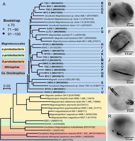 Diverse phylogeny and morphology of magnetite biomineralized by magnetotactic cocci - EMB | RMH | Scoop.it