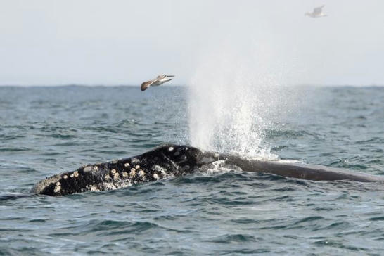 One Of World's Rarest Whales Spotted Off Califo...