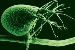 Bladderwort Study Adds To The Debate On “Junk” DNA | Longevity science | Scoop.it