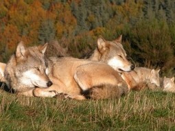 Les loups aident les populations d’antilopes d’Amérique à prospérer | Loup | Scoop.it