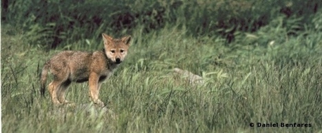 Appel pour une battue au loup | Loup | Scoop.it