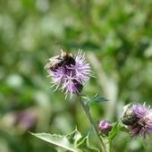 M&ecirc;me &agrave; faible dose, les insecticides d&eacute;sorientent les bourdons | EntomoNews | Scoop.it