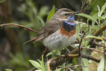 Sinirinta - Lapin maakuntalintu | 1Uutiset - Lukemisen t&auml;hden | Scoop.it