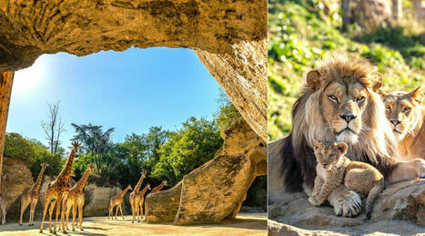 Promenez-vous entre les falaises de l’une des plus grandes volières d’Europe dans le seul zoo troglodytique du monde – | FLEurons de France | Scoop.it