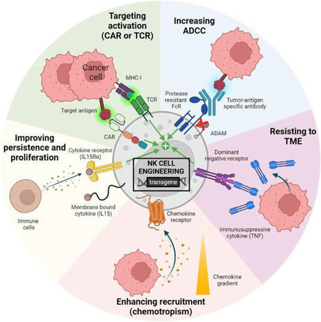 Paulo Rodrigues Santos on LinkedIn: Development of NK cell-based cancer immunotherapies through receptor… | Immunology and Biotherapies | Scoop.it