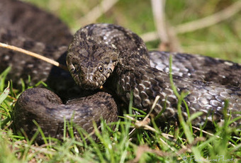 Couleuvre vipérine (Natrix maura), Viperine water snake | Camargue Nature | Scoop.it