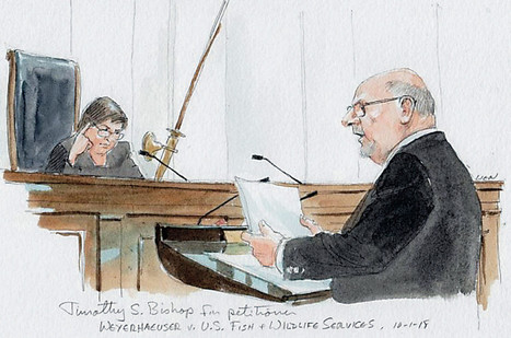Justices hear Weyerhaeuser, federal frog fight | Timberland Investment | Scoop.it