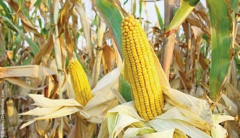 « La guerre des graines » | Plant Sciences | Scoop.it