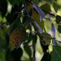 Puut flashcards | Quizlet | 1Uutiset - Lukemisen t&auml;hden | Scoop.it