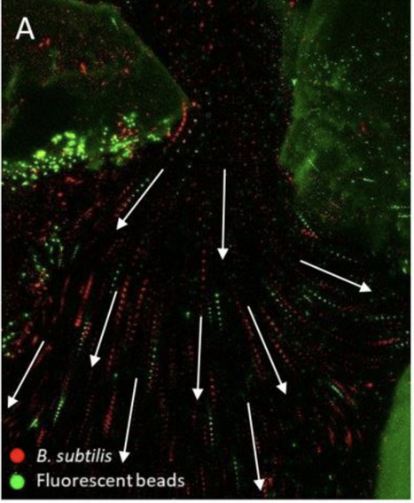 Motile bacteria collectively transport soil water during host colonisation | brvm | RMH | Scoop.it