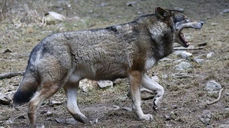 Le loup pourrait être à l'origine d'une nouvelle attaque dans le massif du Champ du Feu | Loup | Scoop.it