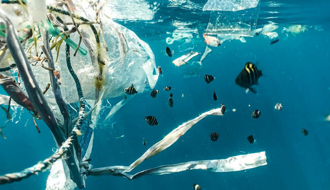 Des chercheurs découvrent un champignon qui dévore le continent de plastique de l'océan Pacifique