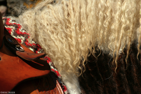 Le cheval Curly&nbsp;reconnu par France Haras | Cheval et Nature | Scoop.it
