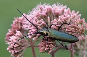 Observatoire de la Biodiversité des Forêts : La Lettre d'infos n°1 (mai 2014) | Insect Archive | Scoop.it