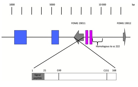 New Phytologist: Comparative genomics of Fusarium oxysporum f. sp. melonis reveals the secreted protein recognized by the Fom-2 resistance gene in melon (2015) | Plant Pathogenomics | Scoop.it