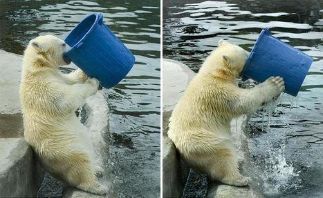 Photographie‬: Un ours polaire qui a soif au zoo de Moscou | World Arts | Scoop.it