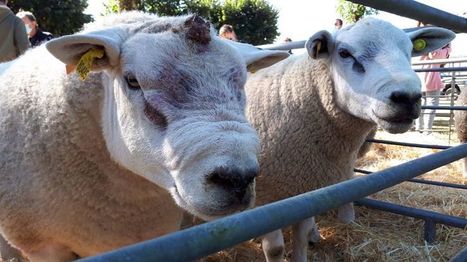 Des prix stables pour la foire ovine de Bellac, rare rescapée du Covid-19 | Actualité Bétail | Scoop.it