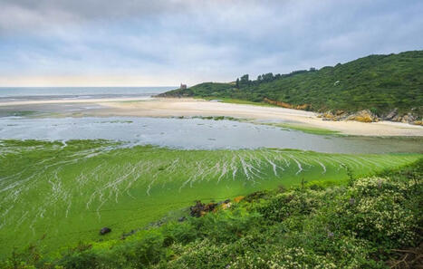 Bretagne : Une plage encore fermée au public à cause des algues vertes | Biodiversité - @ZEHUB on Twitter | Scoop.it