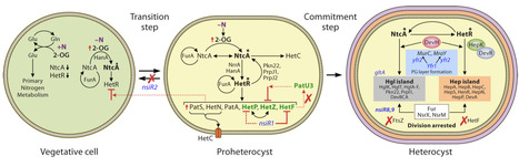 Systems-level orchestration of oxygenic photosynthesis and nitrogen fixation in cyanobacteria | mmbr | RMH | Scoop.it