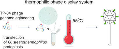 The first thermophilic phage display system | mtb | RMH | Scoop.it