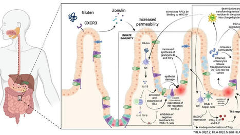 Decoding the Thymus Gland: Unveiling Its Role in Immune Function and Myasthenia Gravis | Immunology | Scoop.it