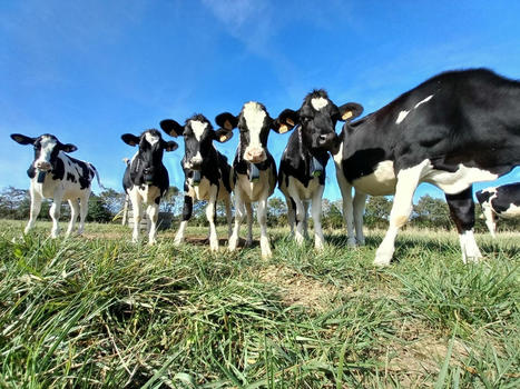 L’élevage bovin au cœur des évolutions technologiques | Actualité Bétail | Scoop.it