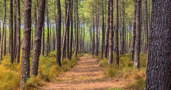 N&eacute;matode du pin&nbsp;: une &eacute;tude remet en cause les coupes rases impos&eacute;es par la l&eacute;gislation europ&eacute;enne | Environnement - D&eacute;veloppement durable - Climat | Scoop.it