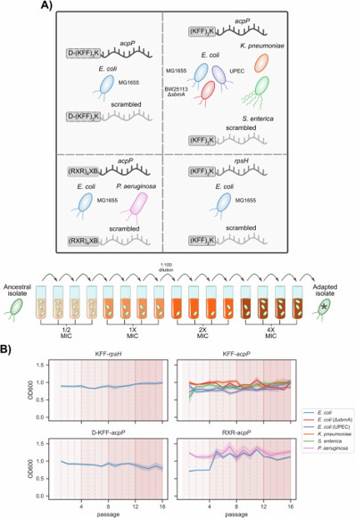 A systematic identification of resistance determinants to antisense antibiotics suggests adaptation strategies dependent on the delivery peptide | Ncm | RMH | Scoop.it