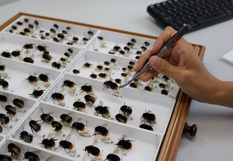 Insectes : le réchauffement climatique met les bourdons sous pression | EntomoNews | Scoop.it