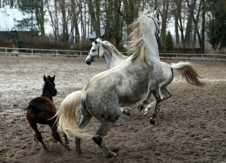 Pologne: des pur-sang arabes menac&eacute;s par le maquignonnage politique | Cheval et Nature | Scoop.it