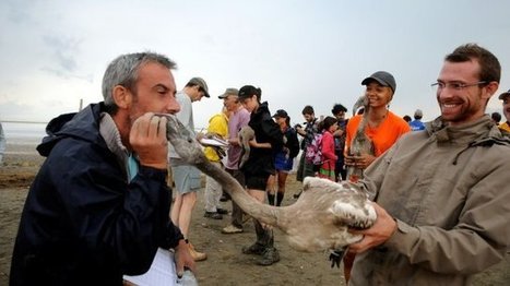 800 bébés flamants se font passer la bague au doigt en Camargue | Biodiversité | Scoop.it