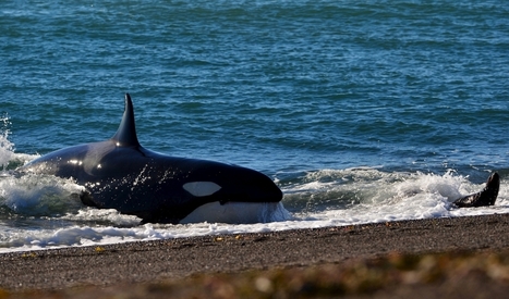 What a grieving orca mother tells us about animals and death | Coastal Restoration | Scoop.it