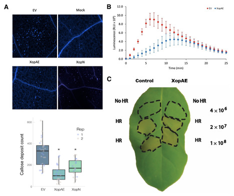 Original Paper in Mol Plant-Microbe Interact &bull; Germain Collaboration 2025 &bull; The XopAE Effector from Xanthomonas phaseoli pv. manihotis Targets HSP20-like p23 Cochaperone to Suppress Plant Basal Imm... | Collaborations | Scoop.it