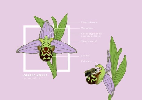 Des orchidées attractives et pourtant... | EntomoScience | Scoop.it