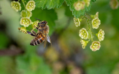 Les abeilles menacées ? | Histoires Naturelles | Scoop.it