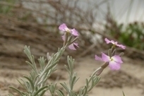 Printemps dans les dunes de Camargue, photos d’Anaïs Cheiron | Camargue Nature | Scoop.it