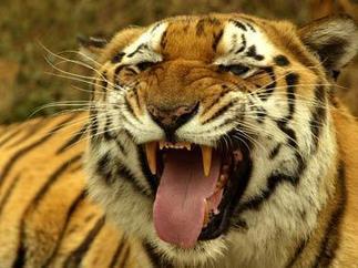 For tigers, the game is as good as over | Endangered species | Scoop.it