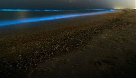 Video: How dolphins shine as they pass through bioluminescent waves in Newport Beach | Coastal Restoration | Scoop.it