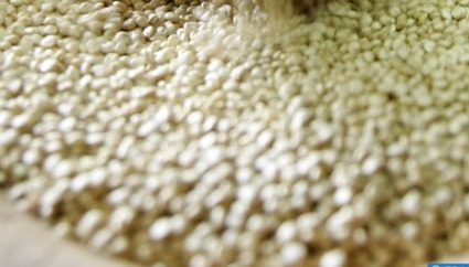 Maroc: Production du quinoa : L'OCP soutient 100 agriculteurs et 3 coopératives | CIHEAM Press Review | Scoop.it