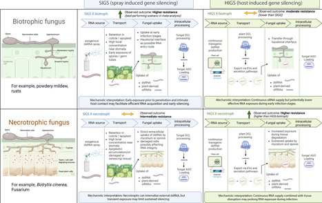 Efficiency of RNAi-based gene silencing in fungi: a meta-analysis | nphy | RMH | Scoop.it