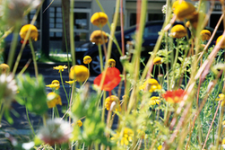 La biodiversité urbaine sujet de recherche | Innovation sociale | Scoop.it