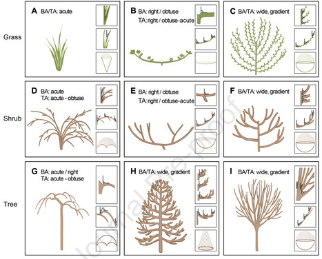 Branching angles in modulating plant architectu...