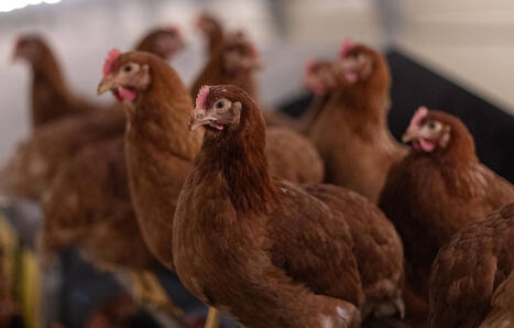 Haute-Vienne : Qui veut adopter l’une de ces 600 poules promises à l’abattoir ? | Attitude BIO | Scoop.it