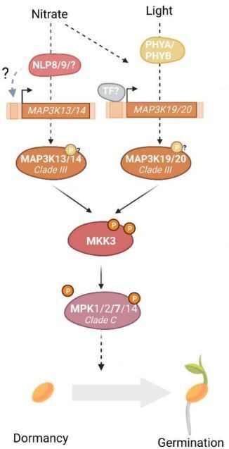 The MKK3 module integrates nitrate and light signals to modulate secondary dormancy in Arabidopsis thaliana (coll IPS2, IJPB, SPS) | Plant Sciences | Scoop.it